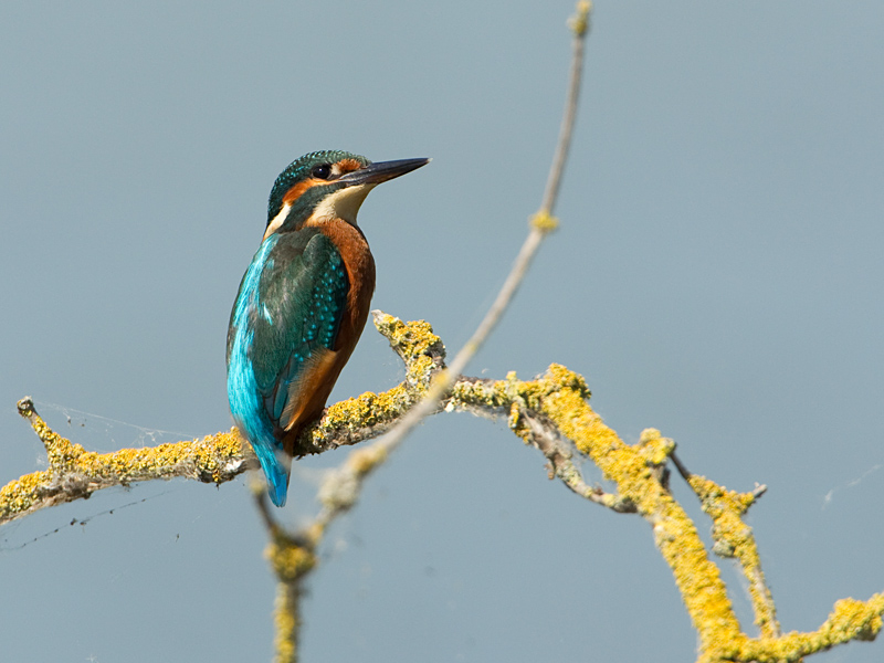 Alcedo atthis Common Kingfisher IJsvogel